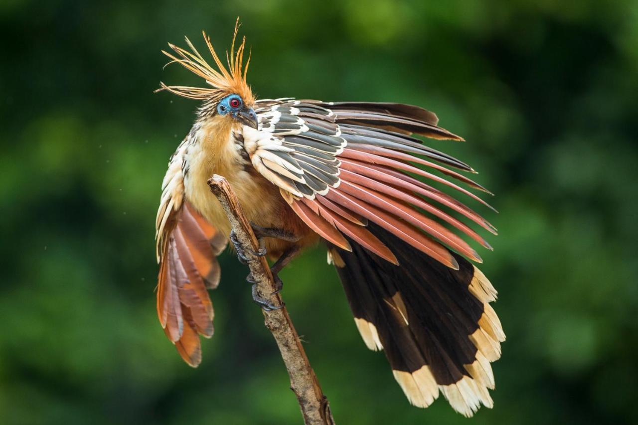 Pumarinri Amazon Lodge Tarapoto Exteriér fotografie